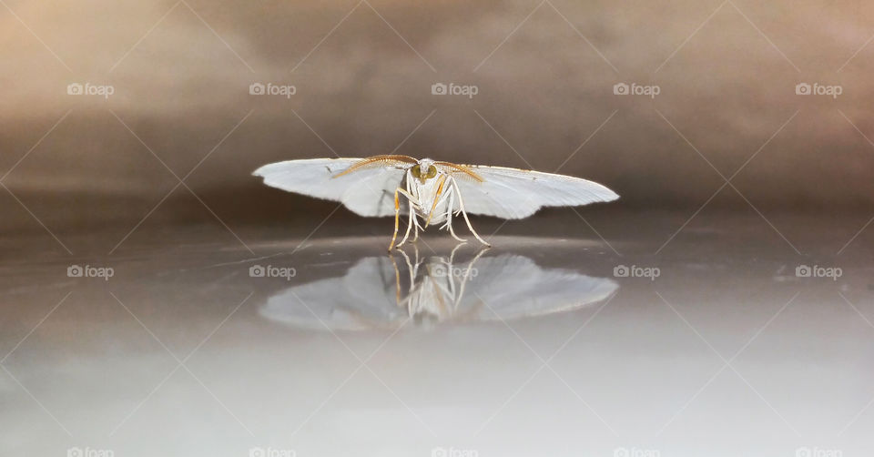 Common white moth with reflection