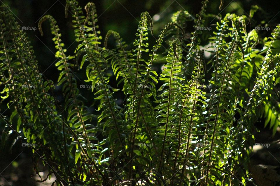 Ferns