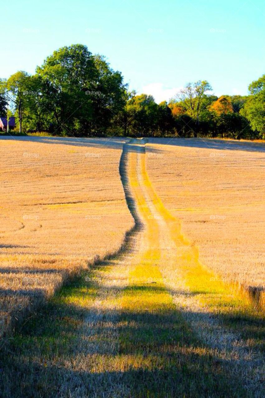 Scenic view of footpath during autumn