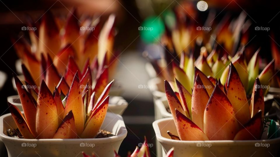 Succulent plant in twin  by BT