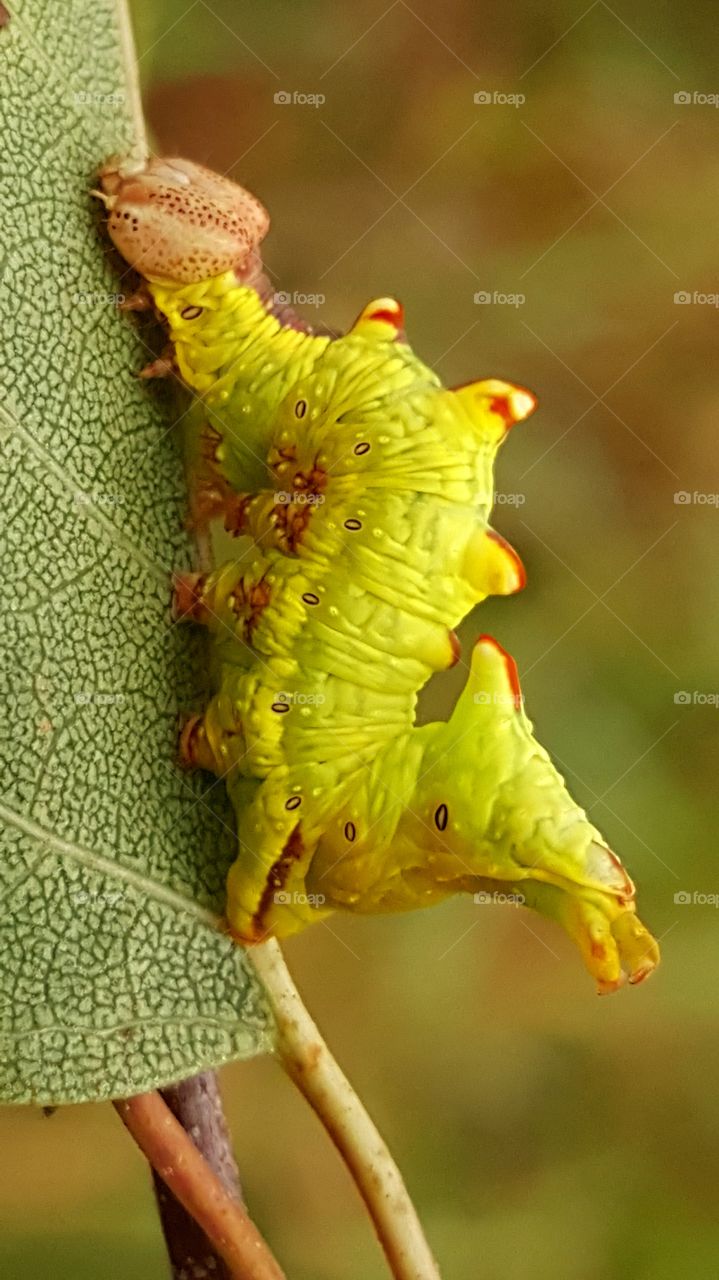 Bizarre caterpillar - Notodonta dromedarius, sitting on a birch leaf.
