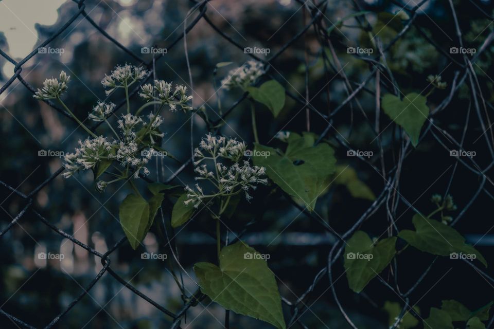 Pequenas flores brancas crescendo em uma cerca