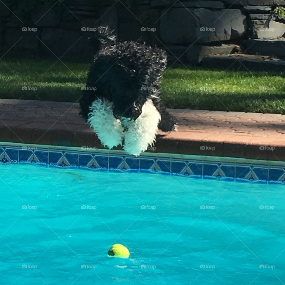  Portuguese water dog loves to swim