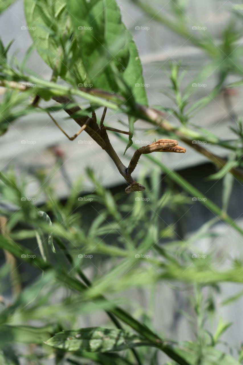 praying mantis