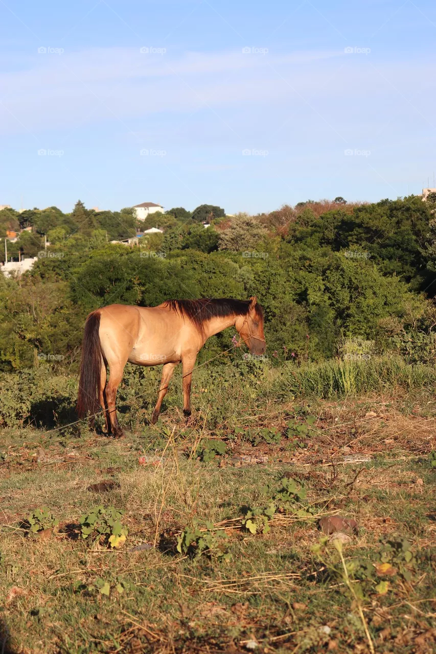 Cavalo