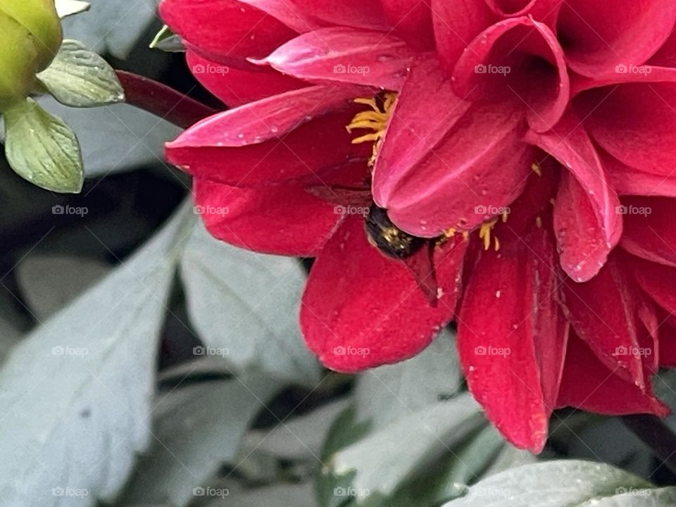 Bee 🐝