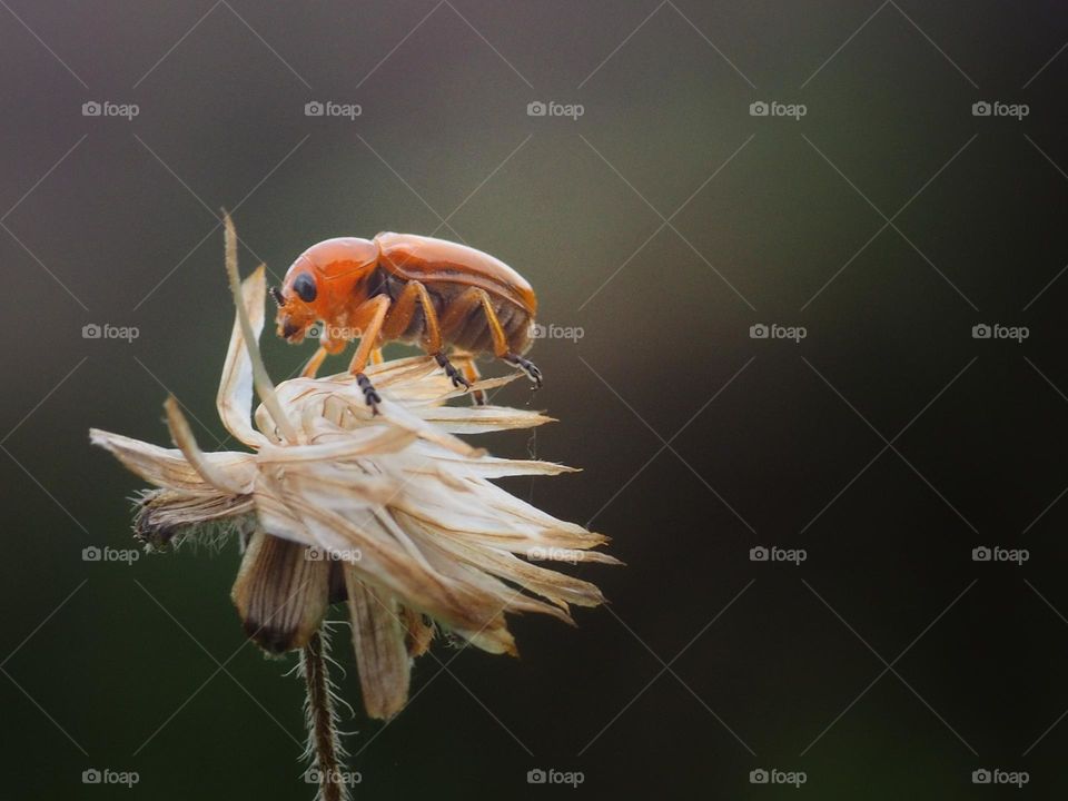 Tansy Ragwort Flea Beetle