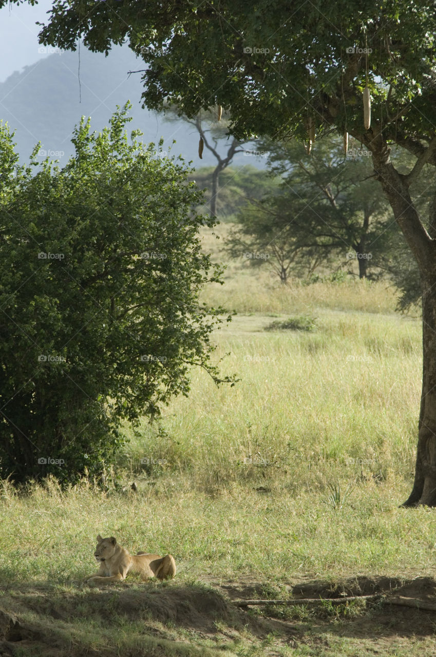 Lion having a rest in the shadows of a tree in Tanzania Africa.