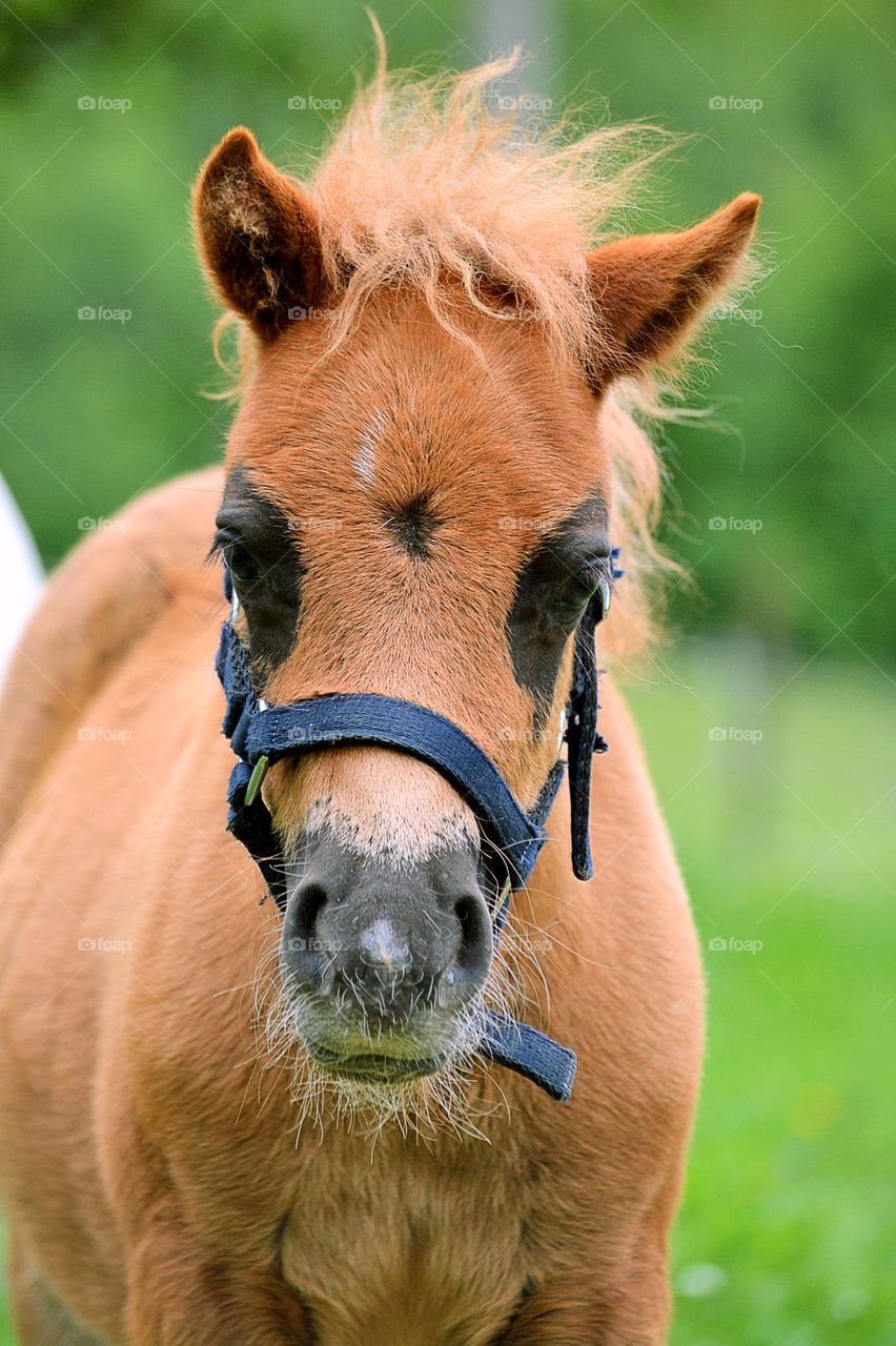 Pony foal