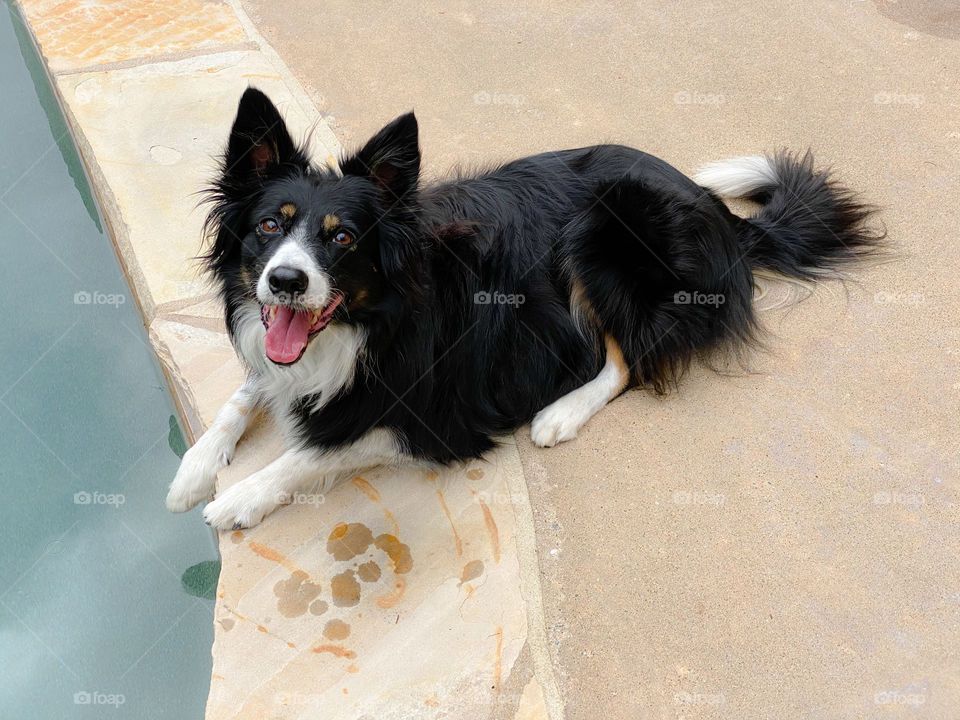 High angle view of a border collie lying next to a swimming pool