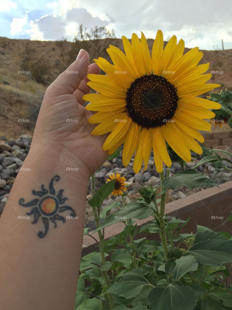 Sunflower love.