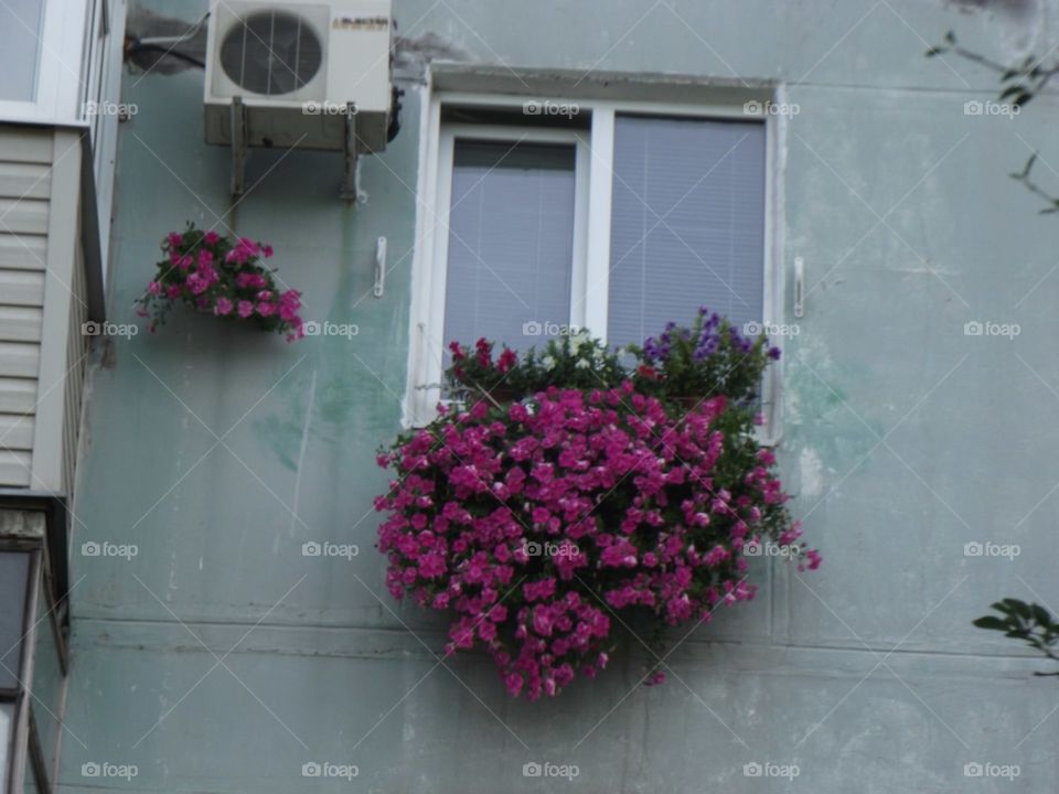 window with flowers