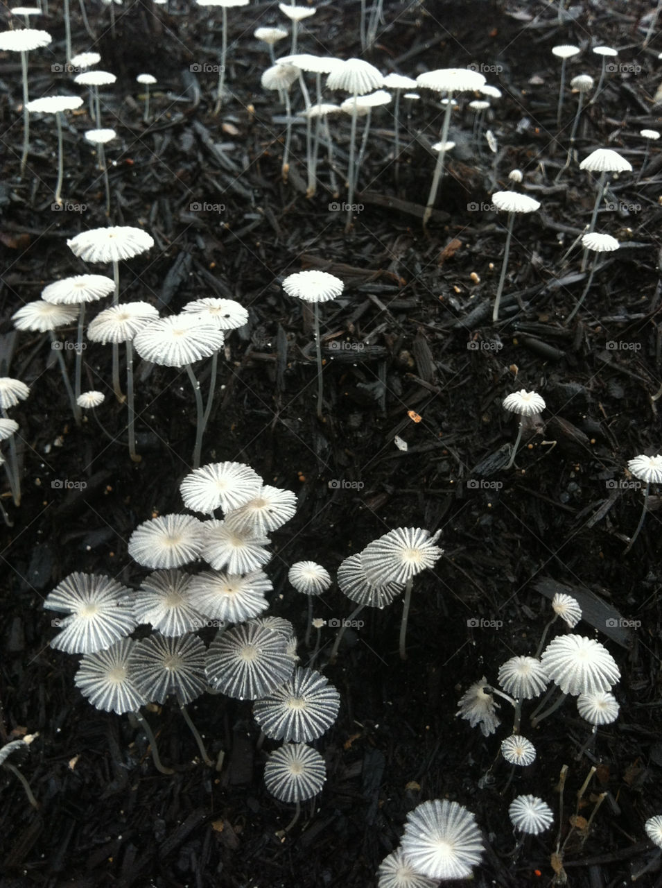 Beautiful seedlings discovered on an early morning jog