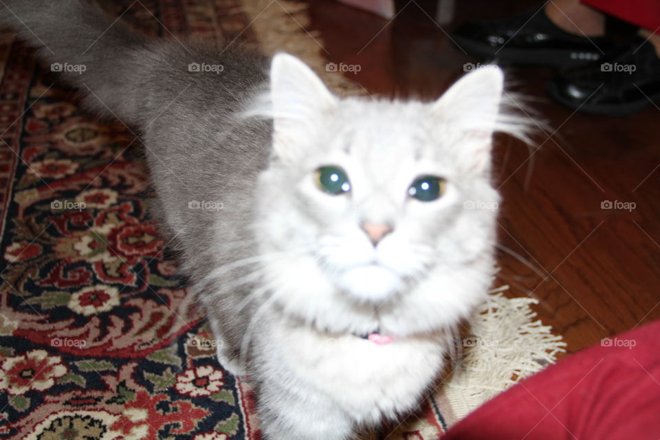 Persian Cat Bebe