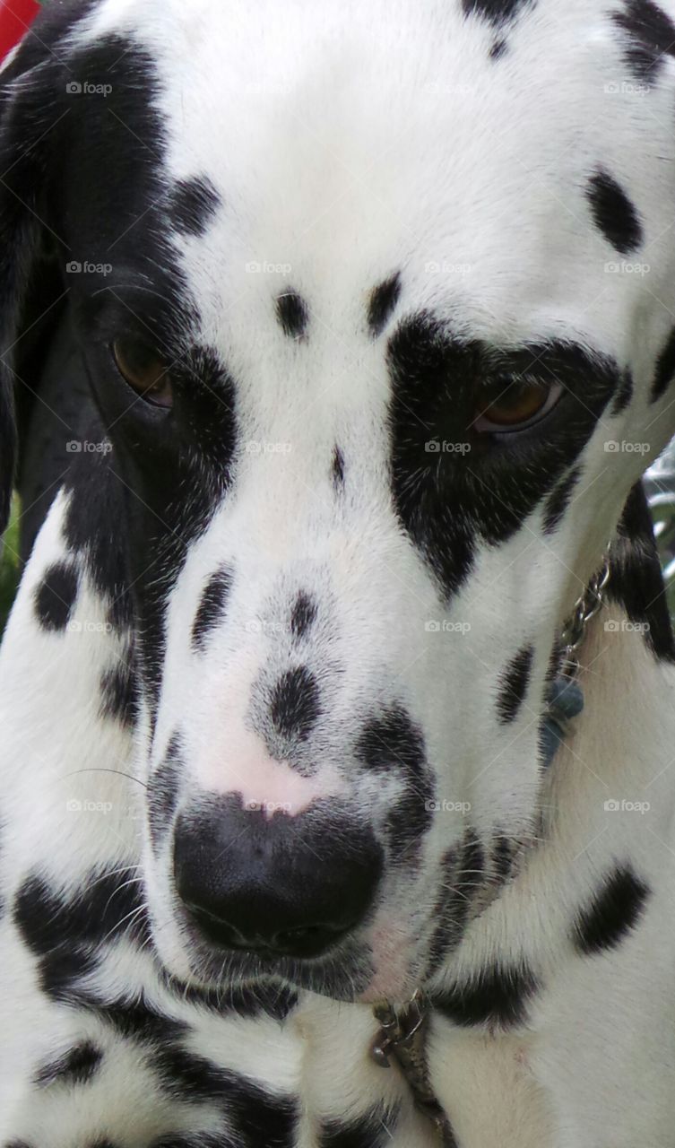 black Dalmatian Dog. closeup