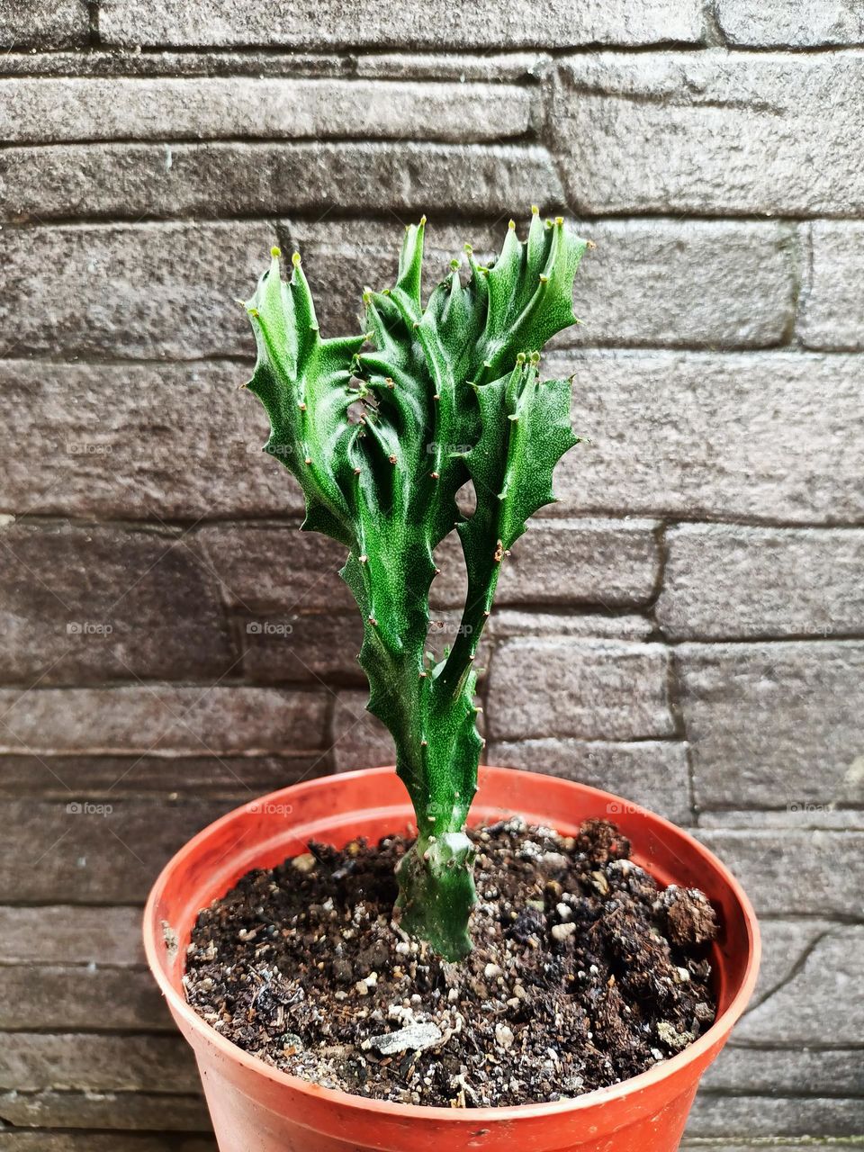 Variety of cactus with beautiful flower in garden. Small decorative cactus plants.