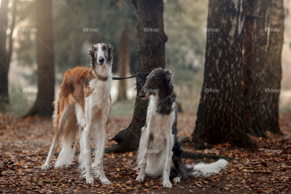 Russian borzoi dogs portrait in an autumn park