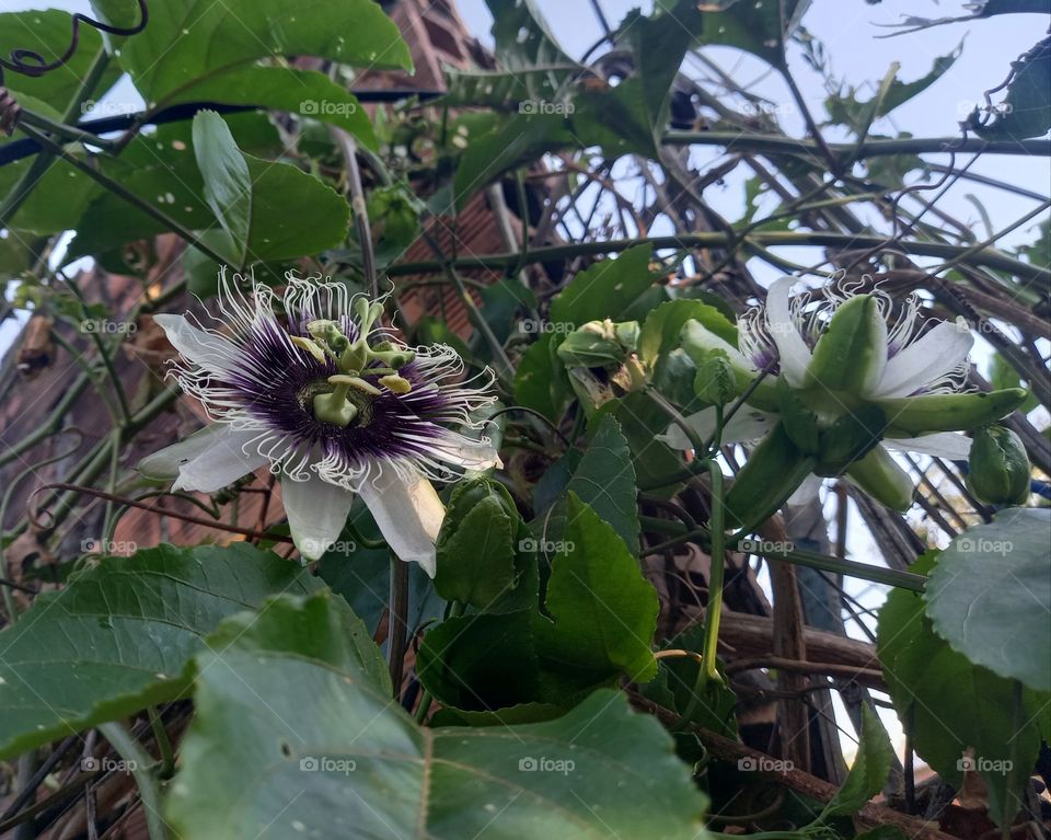 flor de maracujá