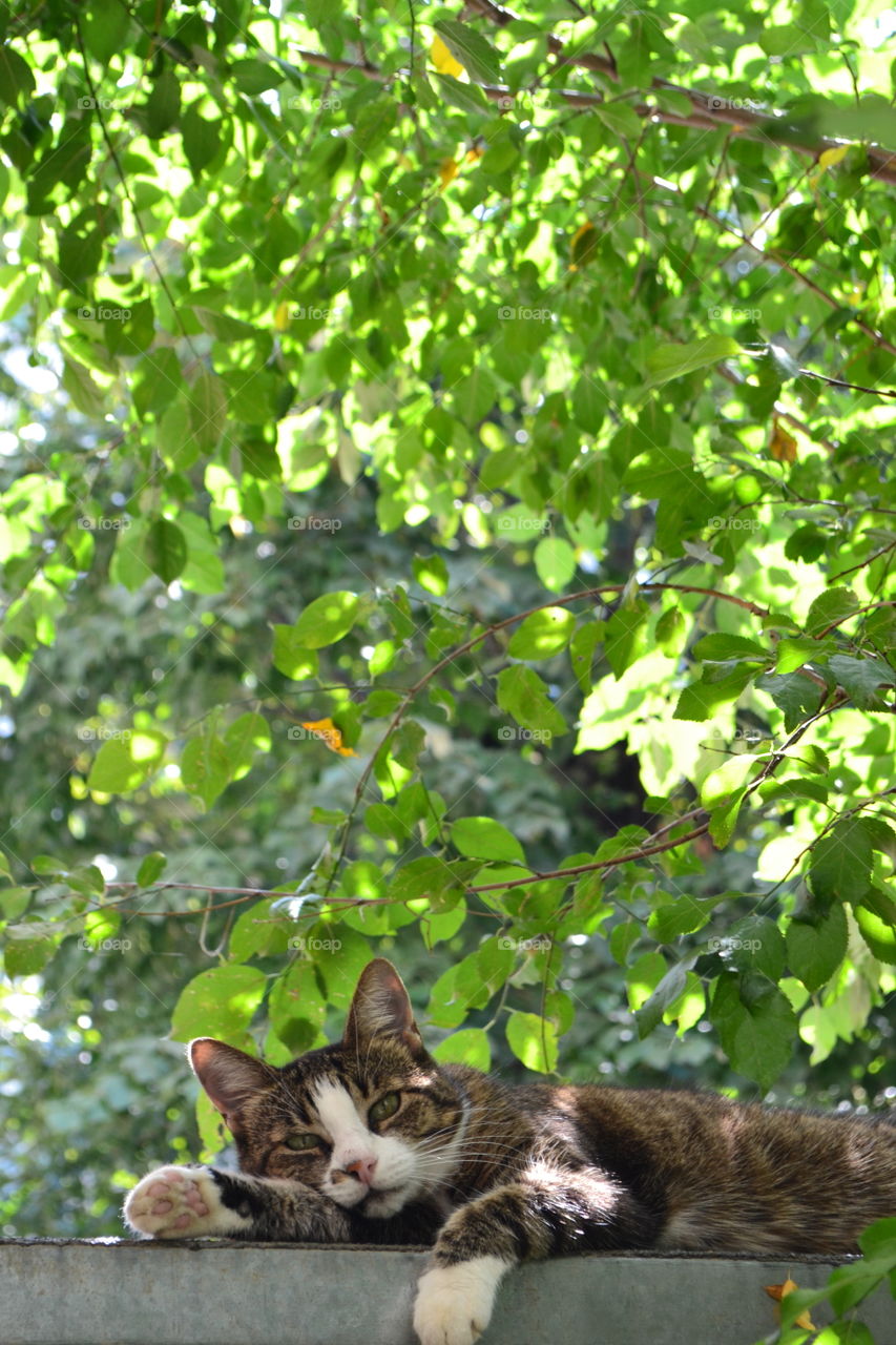 Cat lying down on wall