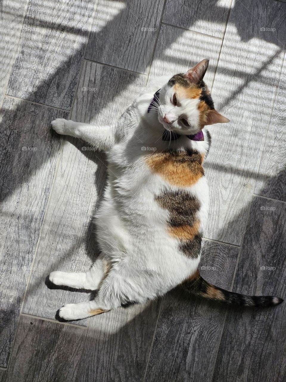 Sunspot calico sunbathing.