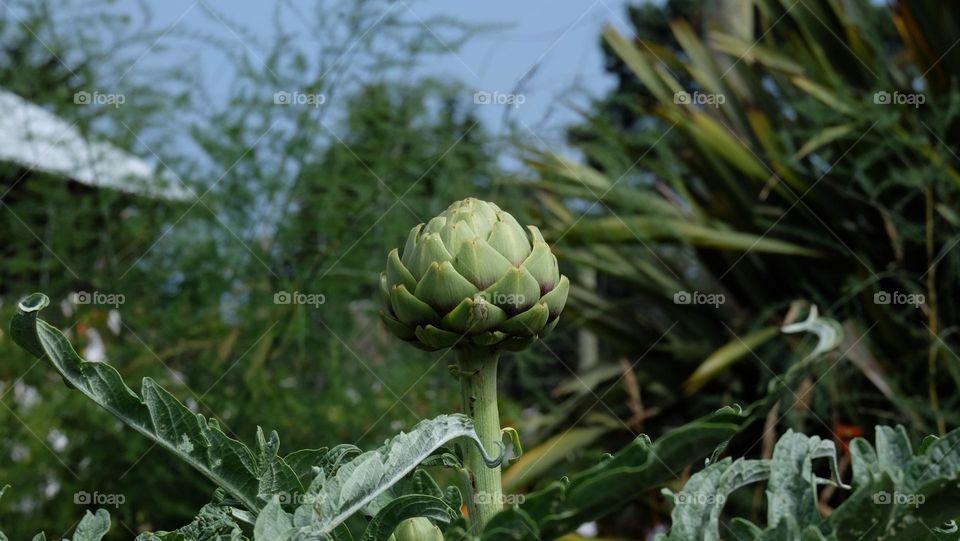 An artichoke on stalk