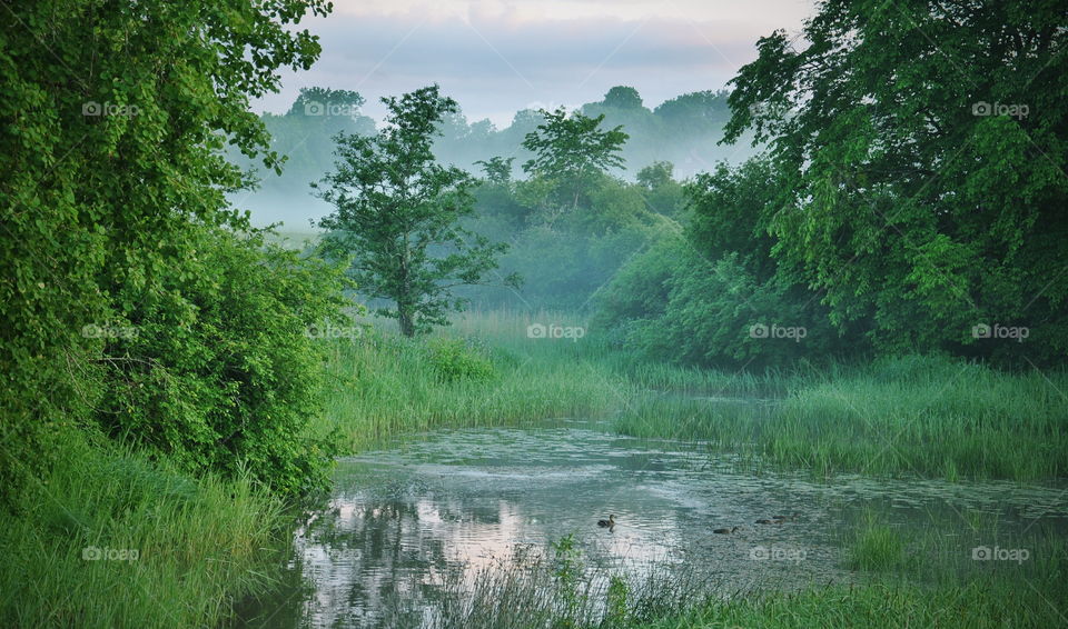 Hågaån creek outside of Uppsala in mystery mist