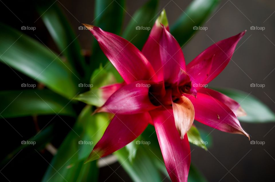 Bromeliad