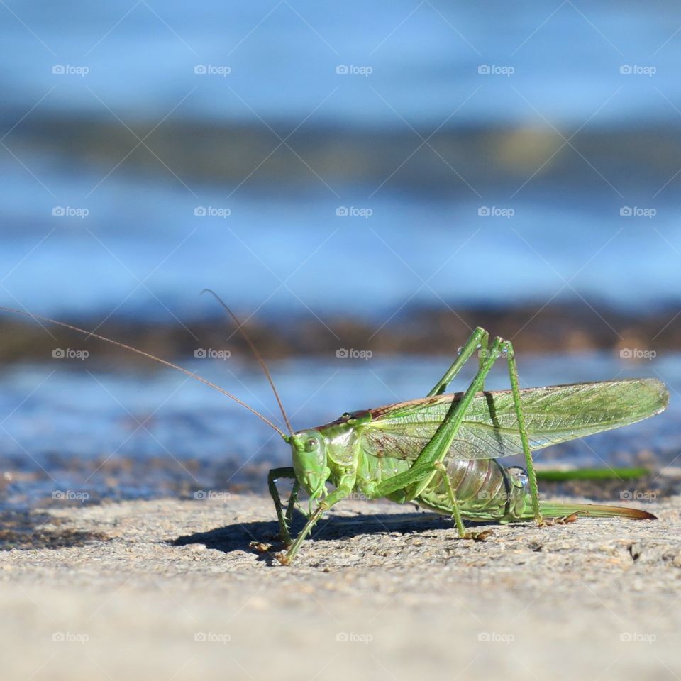 Grasshopper