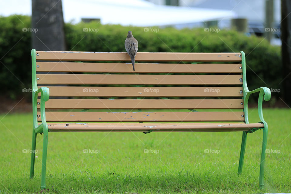 Bench, Seat, Grass, Summer, Garden