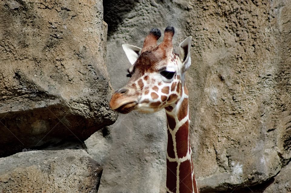 Giraffe Portrait