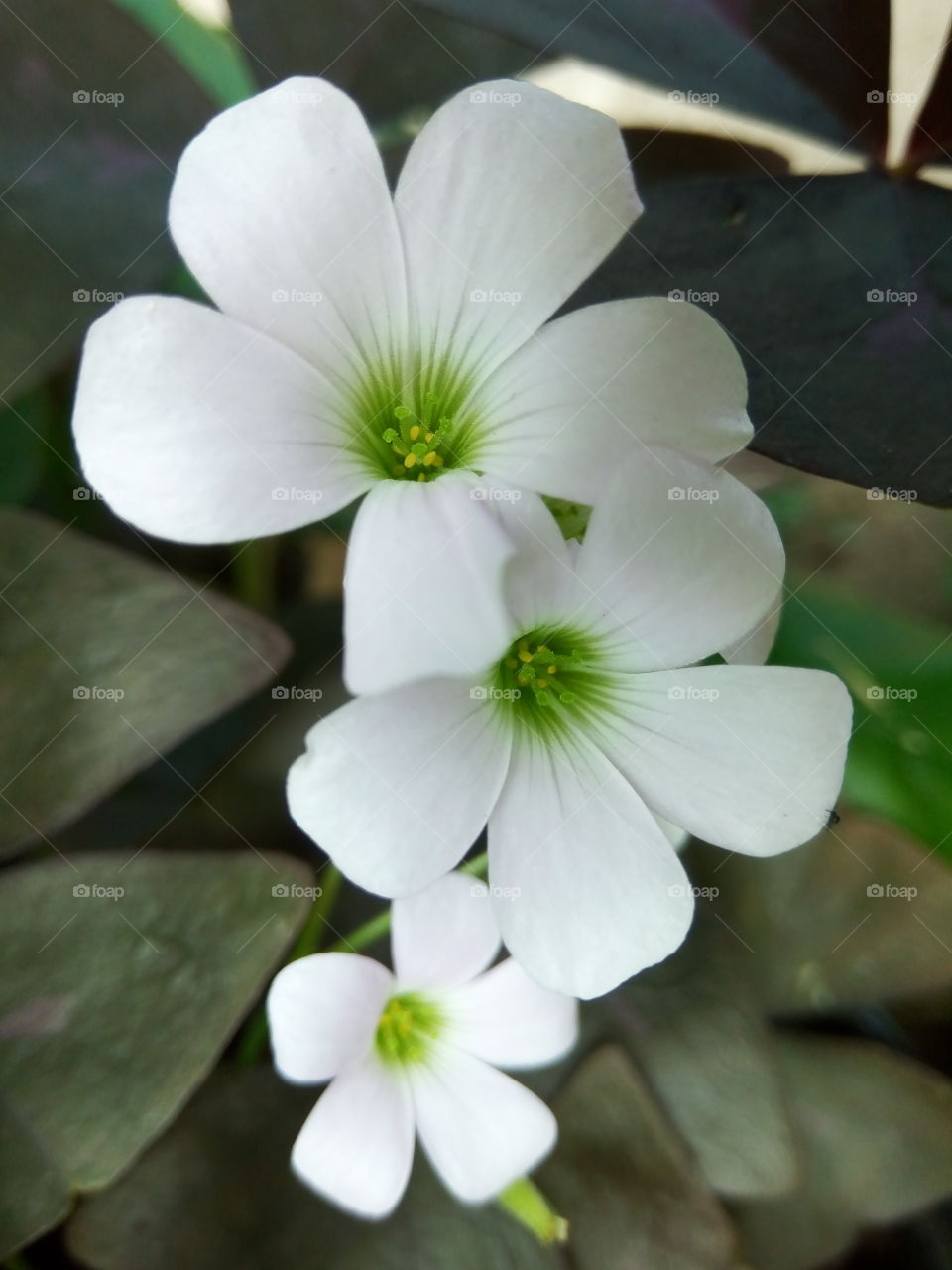 tropical rat ears buds