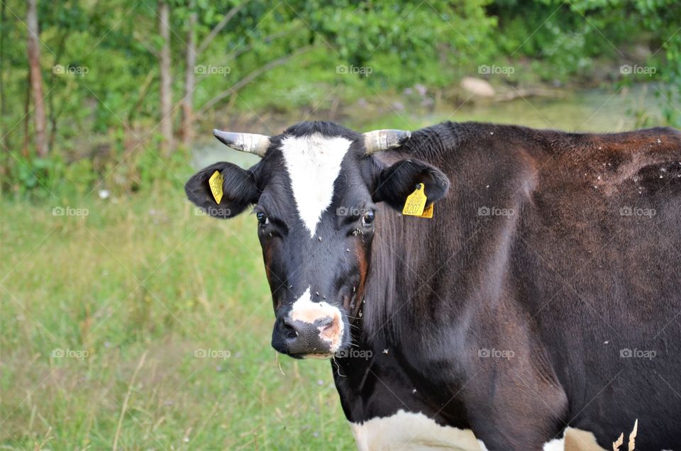Portrait of the cow
