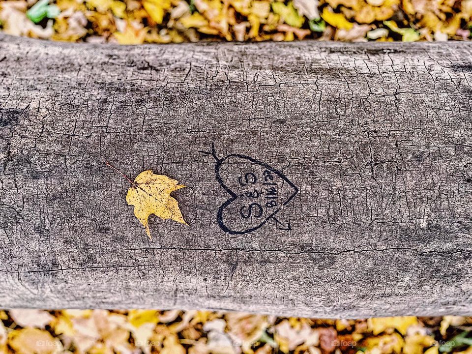 Fallen log in the forest, fallen log surrounded by yellow leaves, carving into logs, professing your love through art on tree logs, somewhere in the forest, yellow leaves and big trees