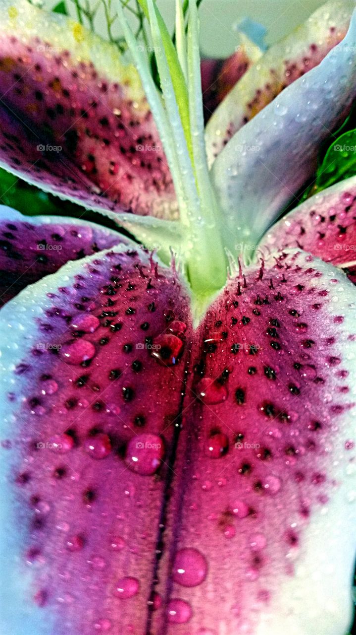 Closeup of Stargazer Lily with water droplets!