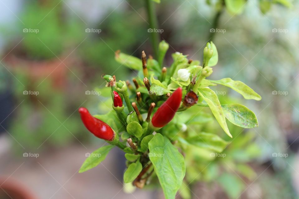 Little chili pepper