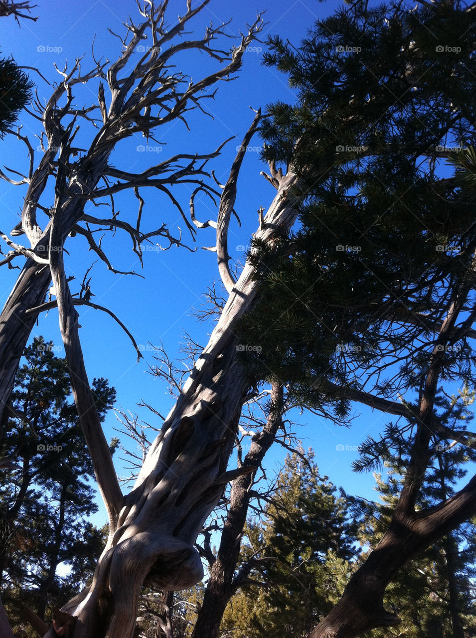 sky tree daylight sideways by vancnggow