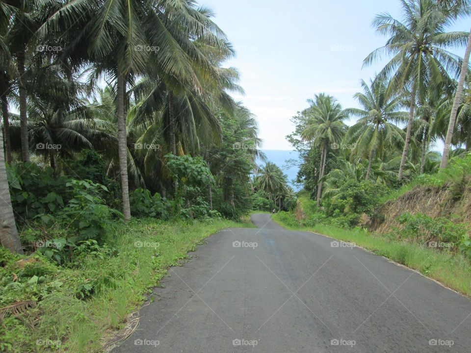 Asphalt road in a coastal village with coconut trees on both sides of the road.