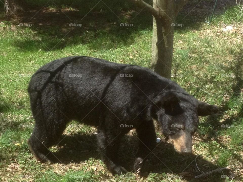 Black bear