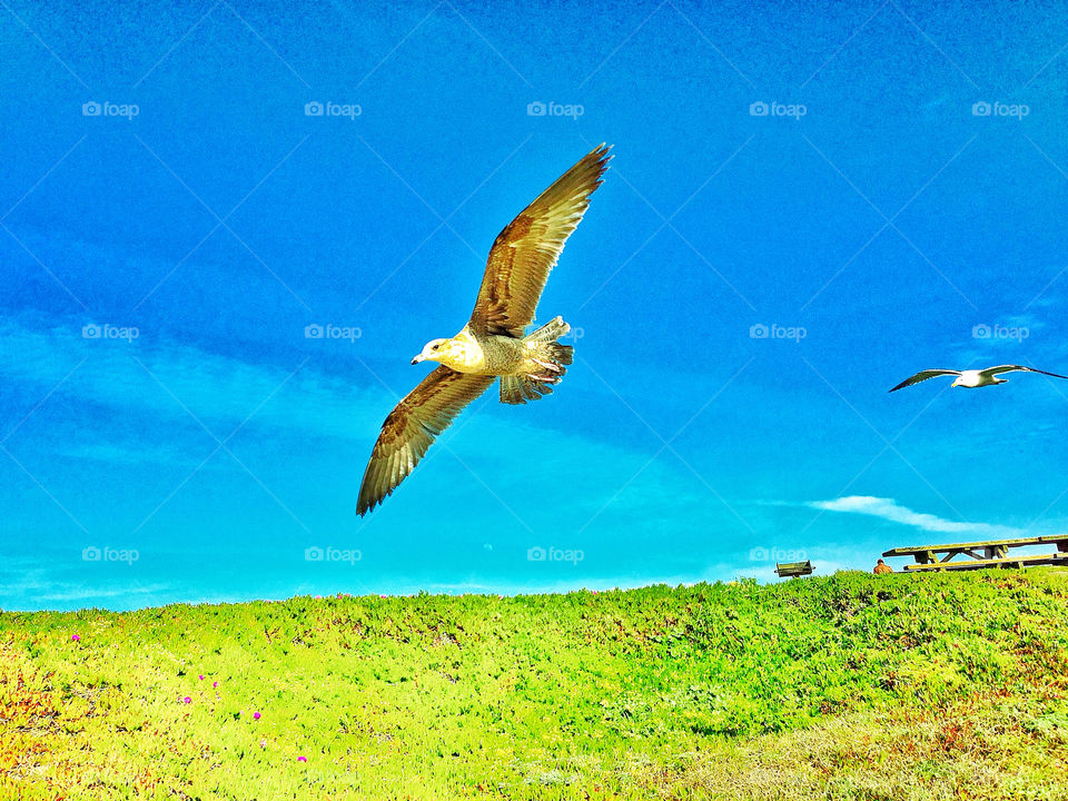 Soaring seagull with spread wings flying over beach dunes