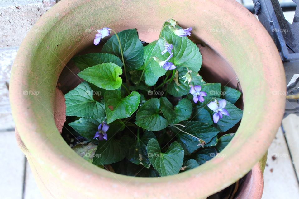 Flowers in a pot