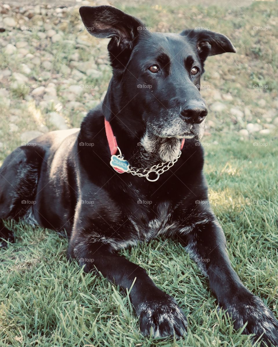 A black shepard looks out over their yard while relaxing on a hill in the gentle sunlight