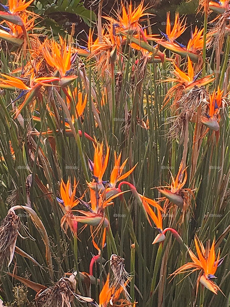 Bird of paradise grove