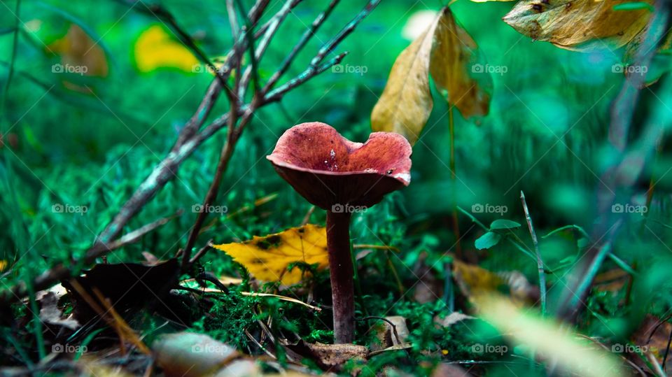 Mushroom