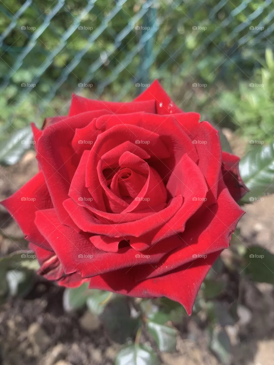 Red Rose 