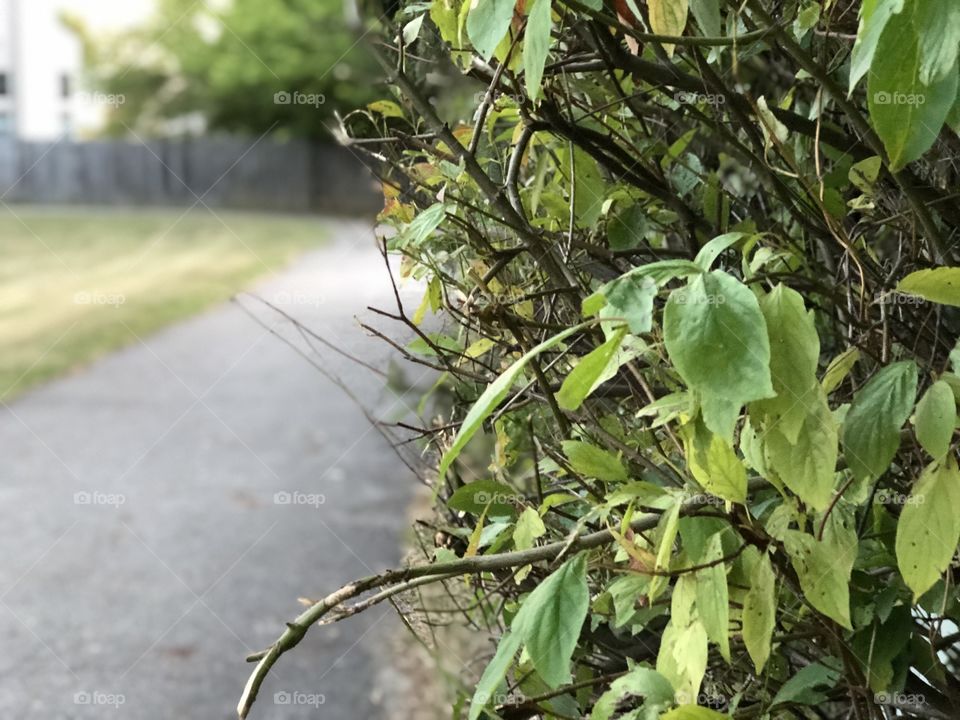 Bushes next to Trail