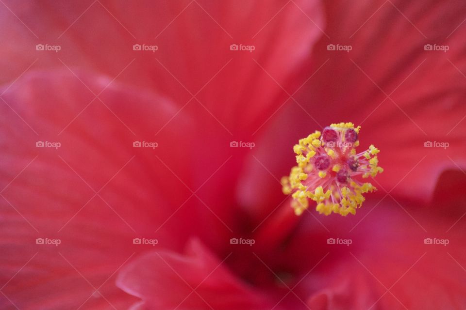 Close-up of red flower