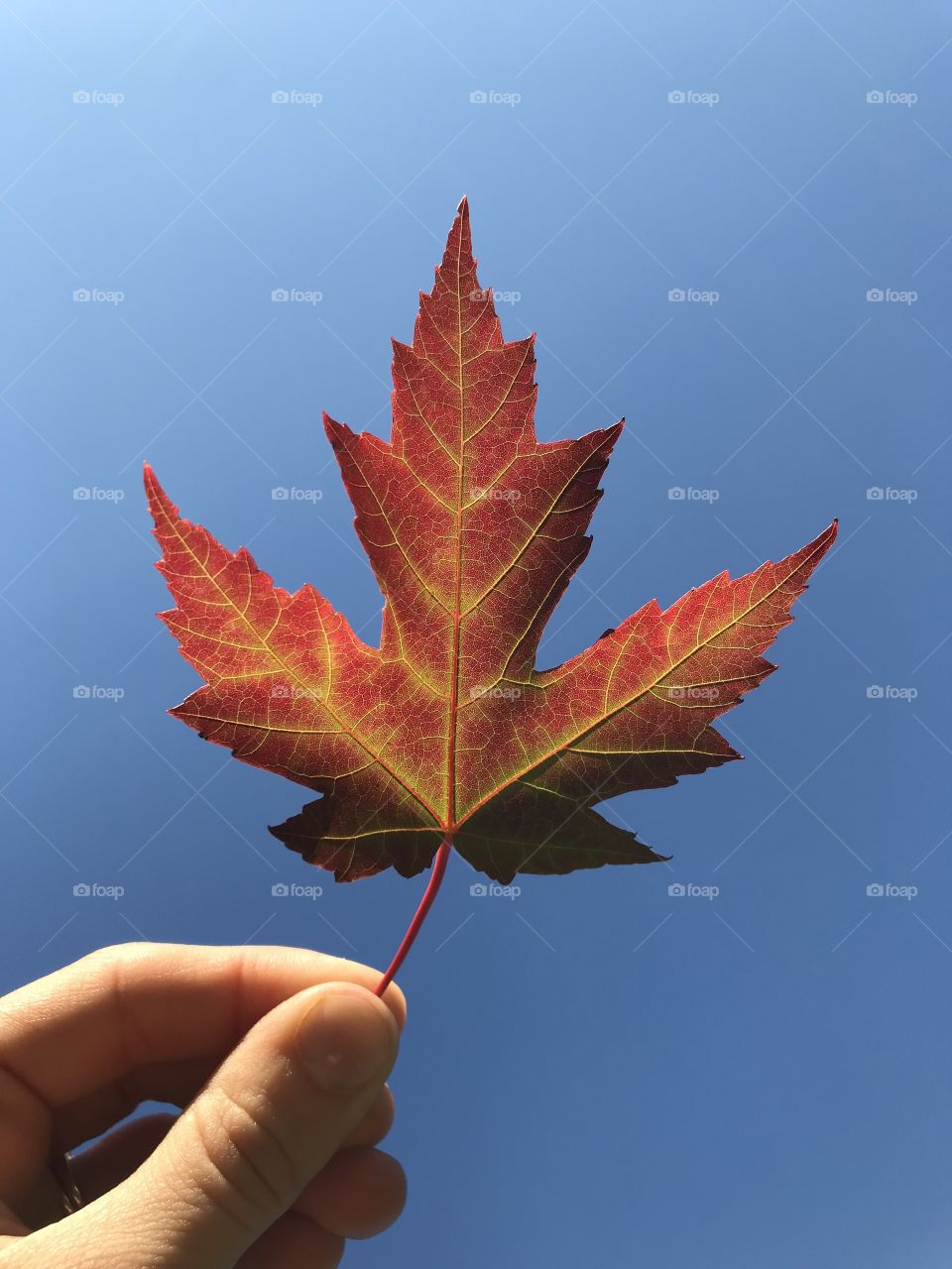 Red maple leaf with blue sky background