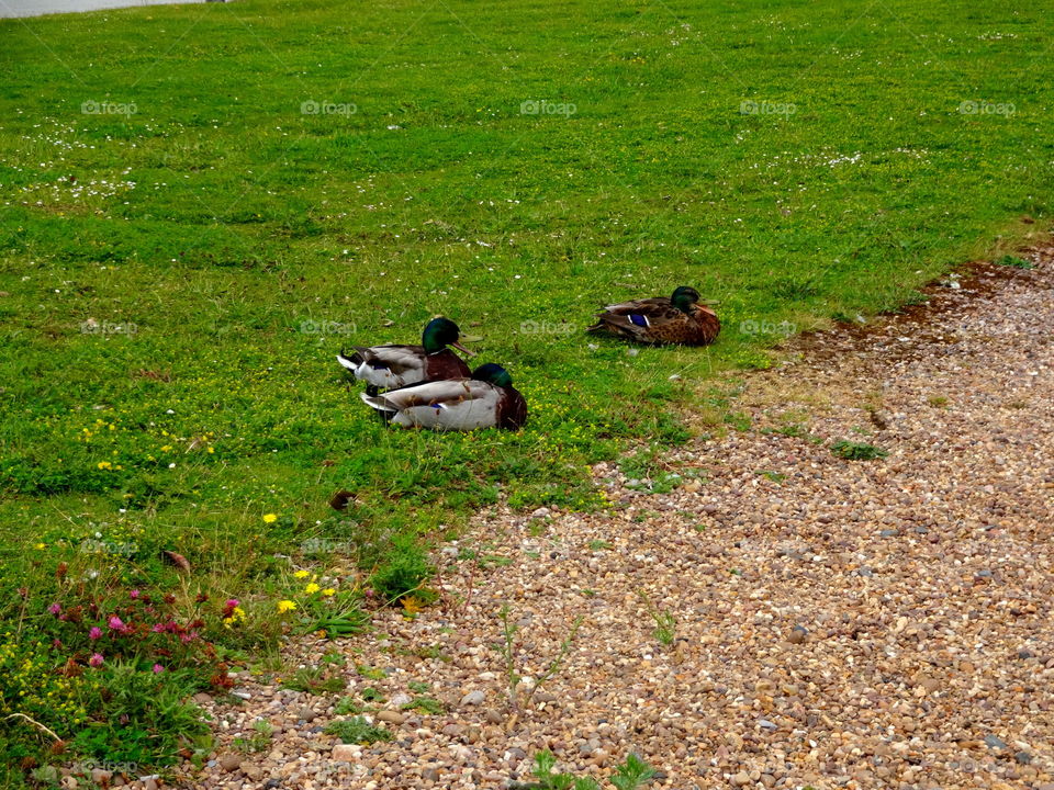 in the grass. nature in the Jubilee Campus ,University of Nottingham in UK