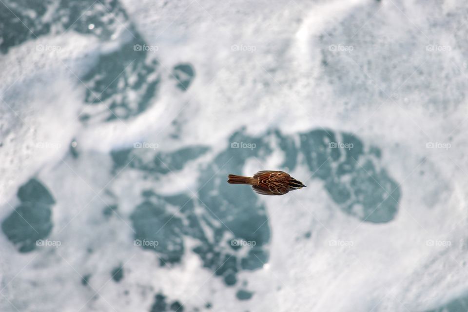 Bird Flying Alongside a Cruise Ship in the Atlantic Ocean