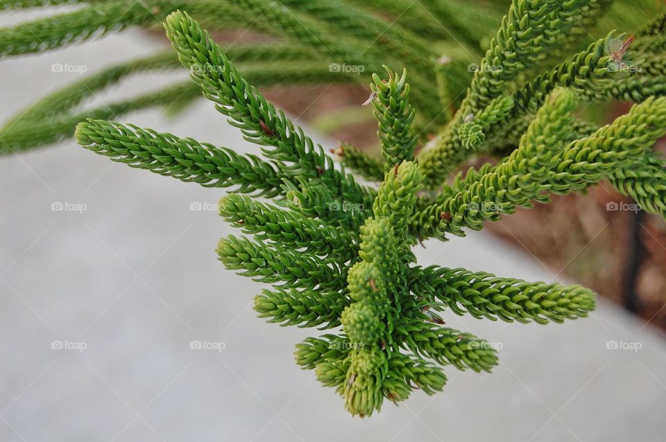 Close-up of green plant with white background 
